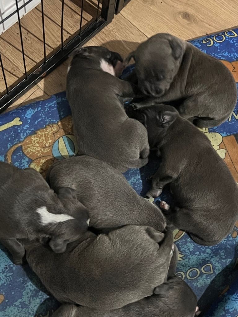 Blue Staffordshire bullterrier puppy 