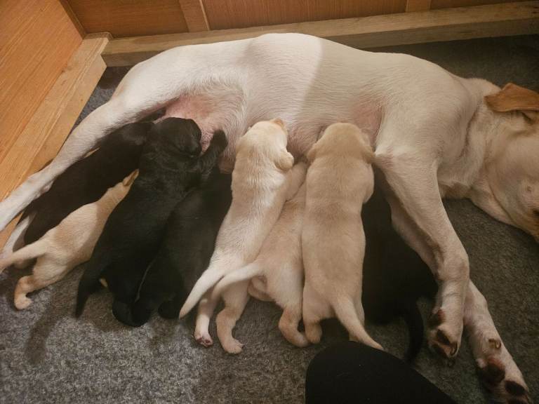 KC Reg Health Tested Labrador Pups