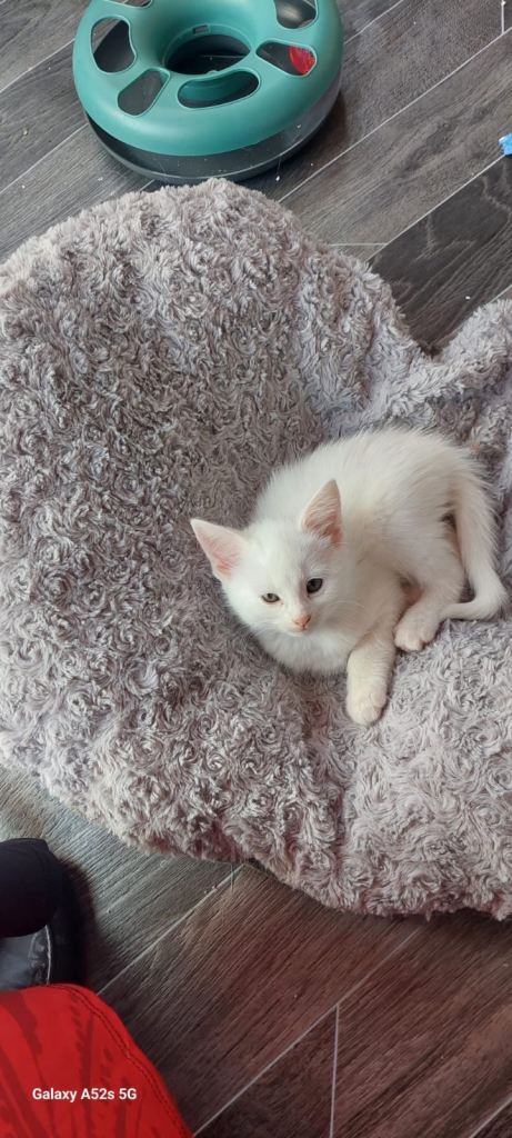Kittens need a new home 