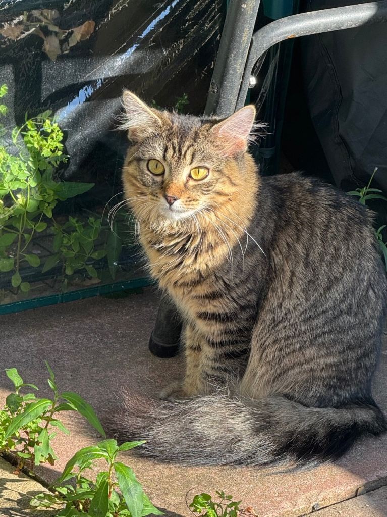 Maine coon mix