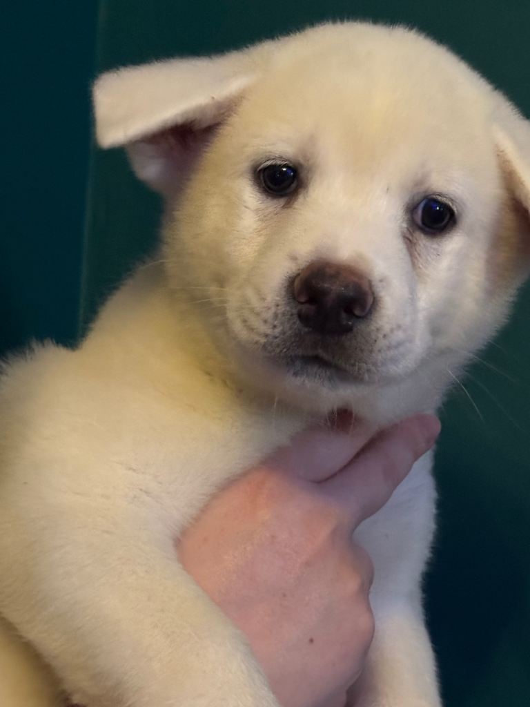   1 left! akika Japanese inu pups READY NOW!