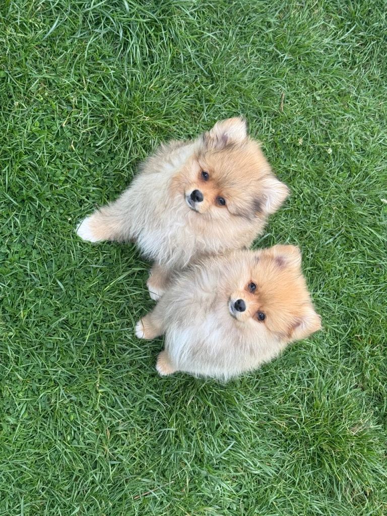 Pomeranian sweet puppys all boys
