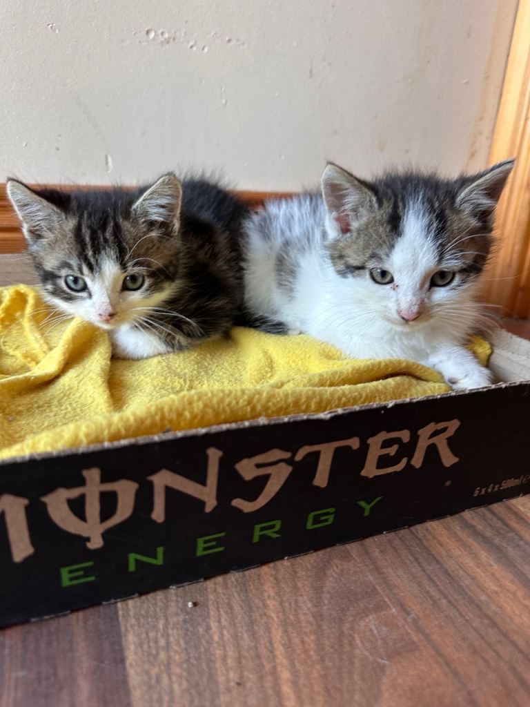 Kittens for sale