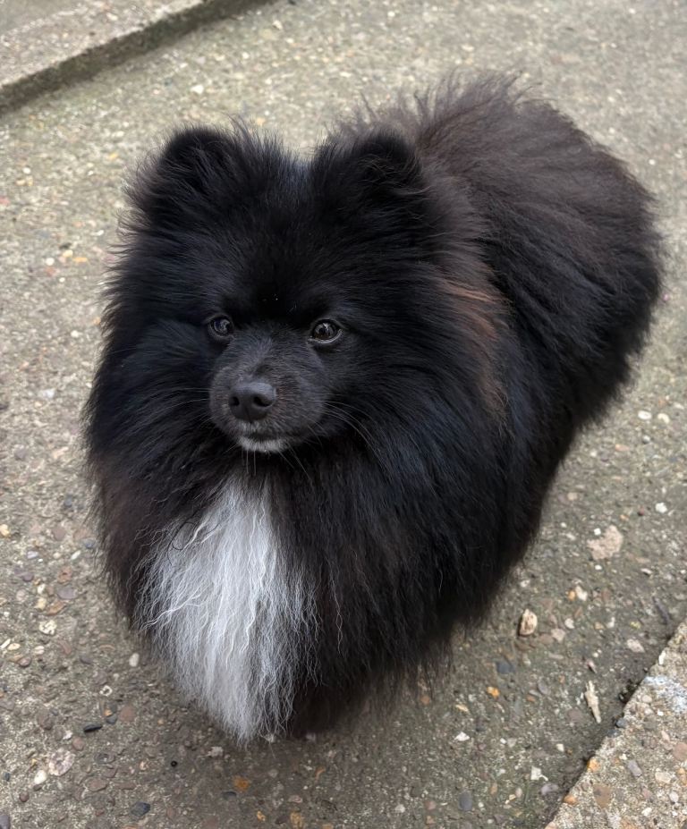 Pomeranian male 