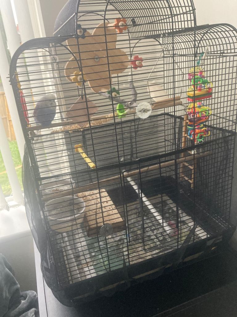 Budgie cage with accessories 