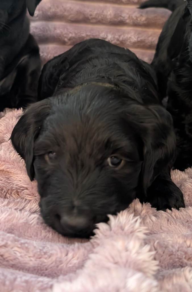 Labradoodle Puppies