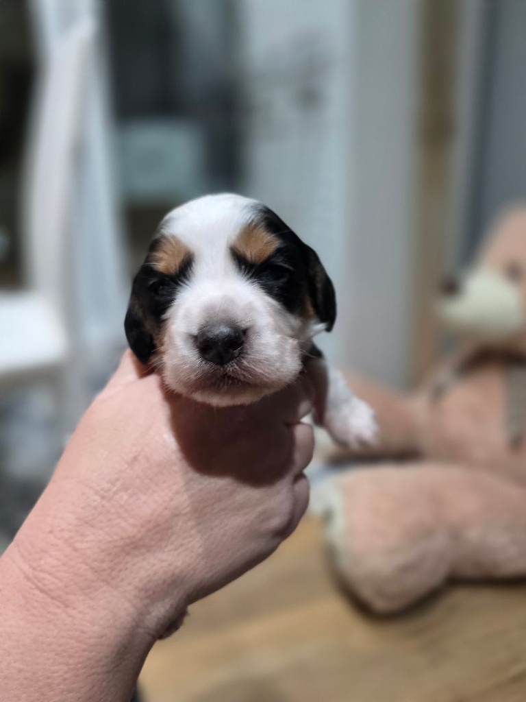 Stunning cocker spaniel puppies...