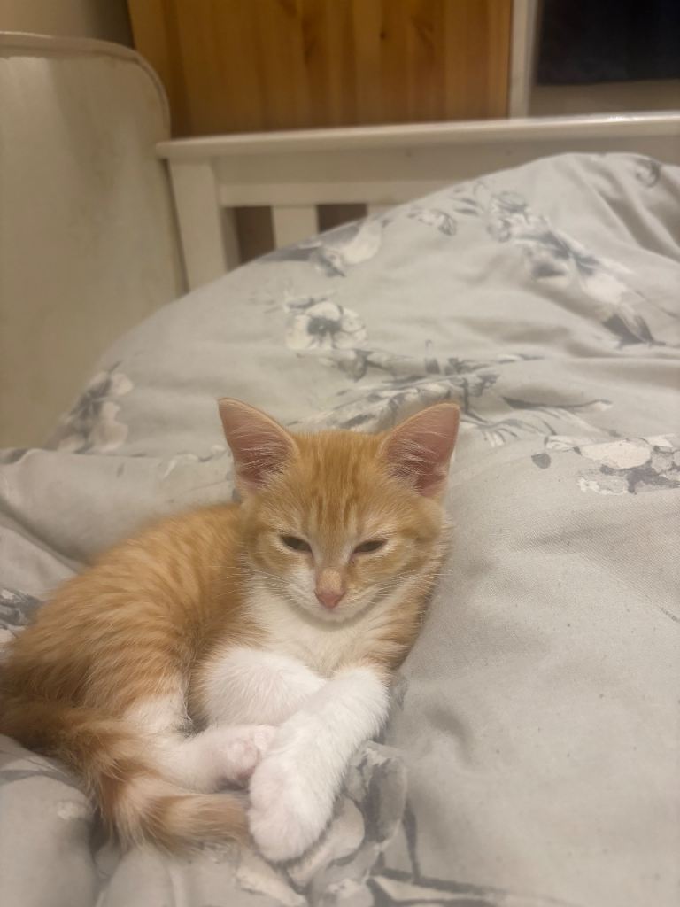 Very cute ginger girl kitten for sale