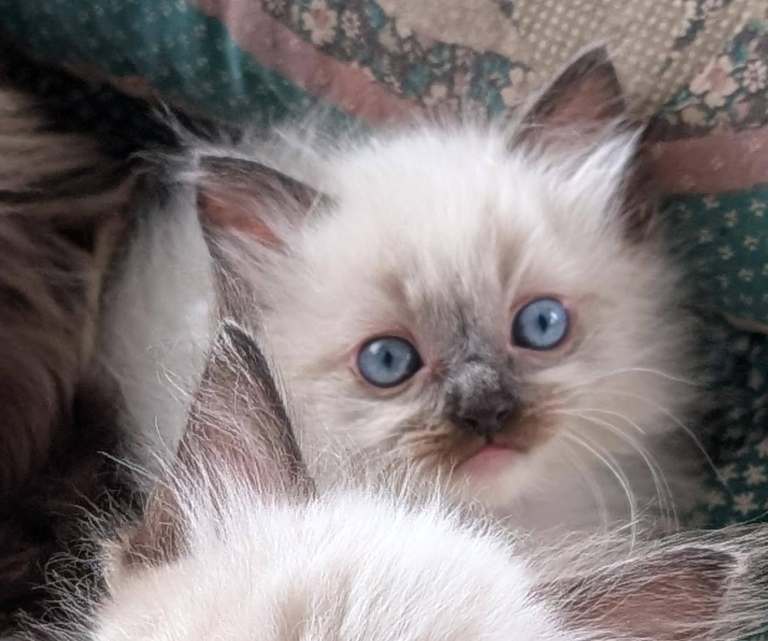 Ragdoll kittens