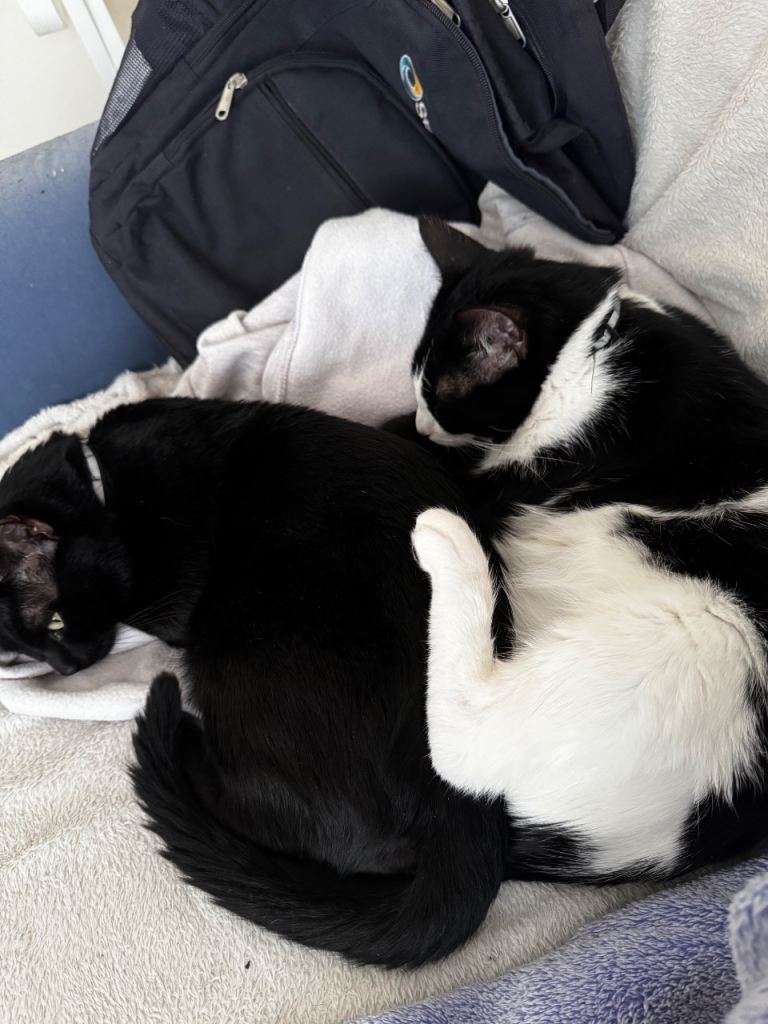 2 loving nearly 2 years old brothers 