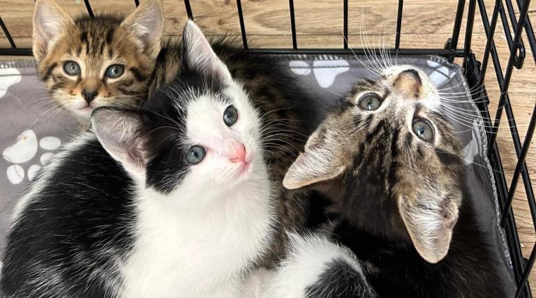 Beautiful Kittens 🐱 