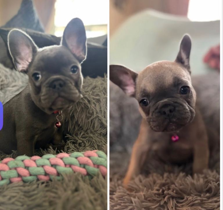 Meet our beautiful female french bulldogs