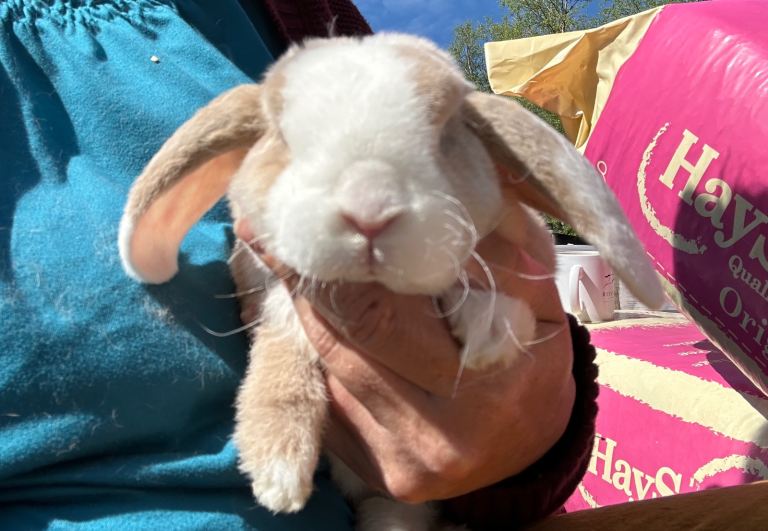 Sweet mini bunnies