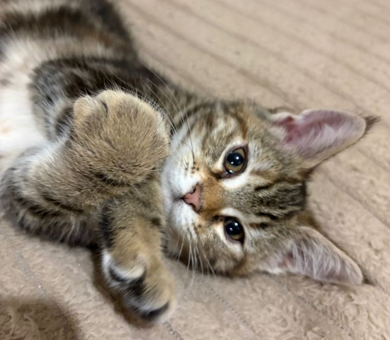 Maine Coon Kittens — Fluffy, Friendly, Ready Soon