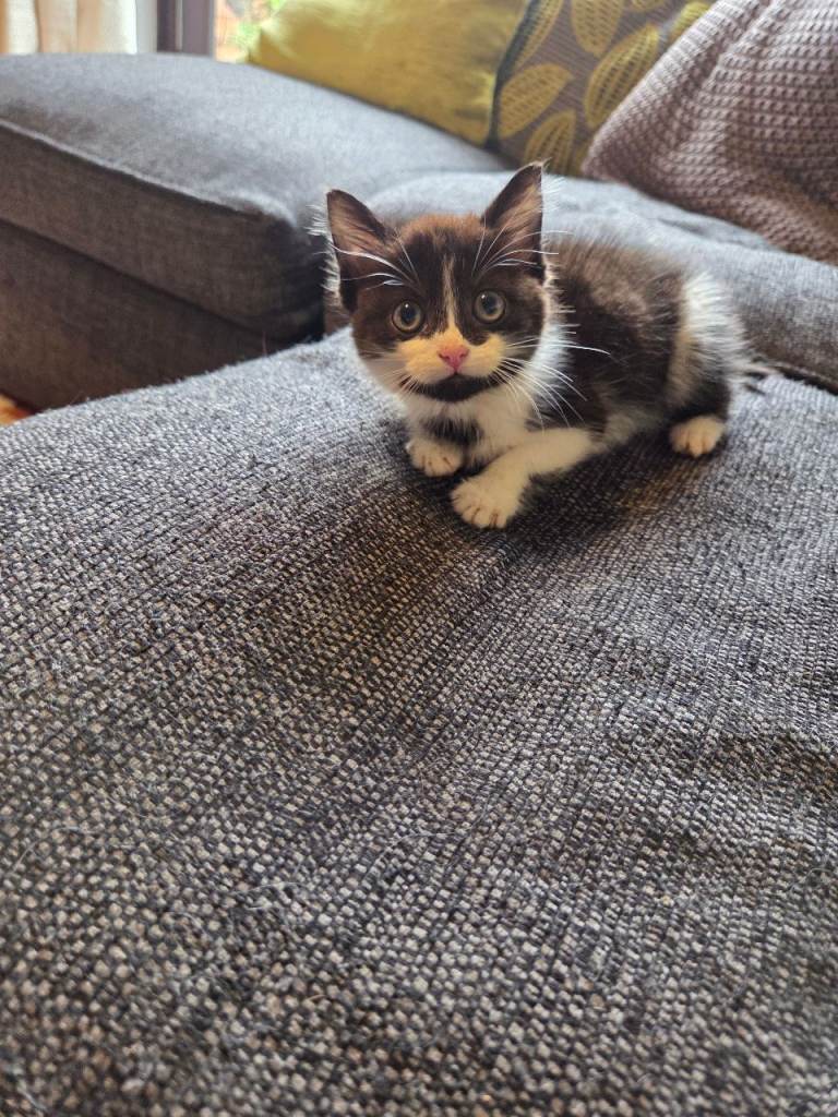 Beautiful male kitten