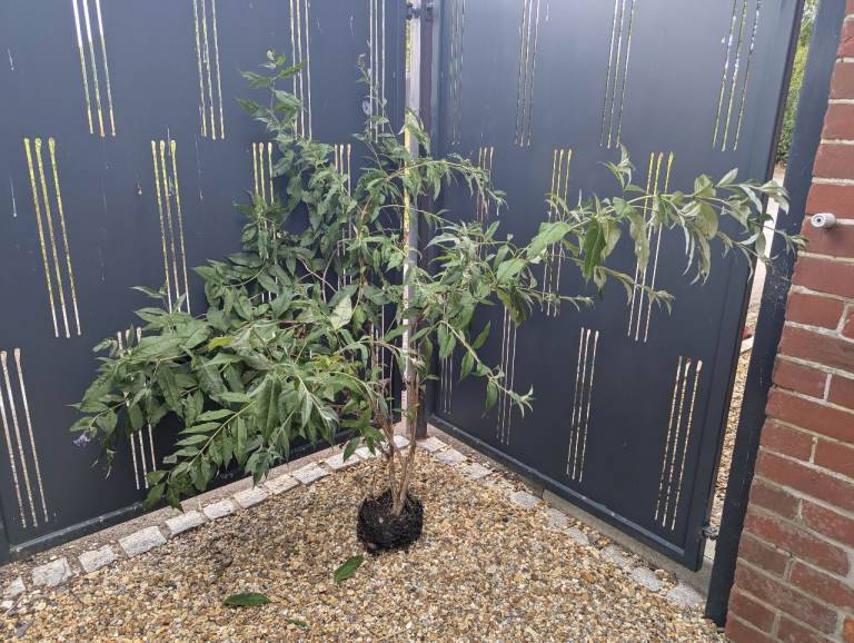 FREE Buddleia 