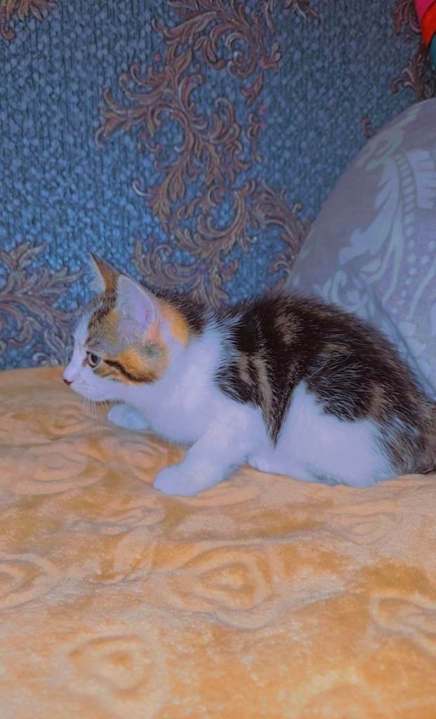 11 weeks lovely male kitten 😻✨️