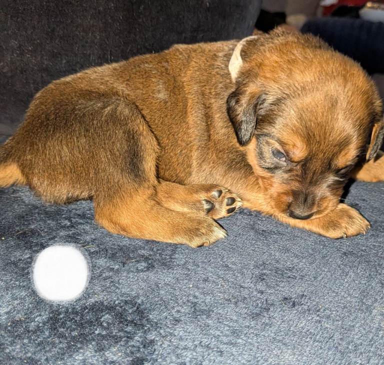 Boxer x Rottweiler puppies 