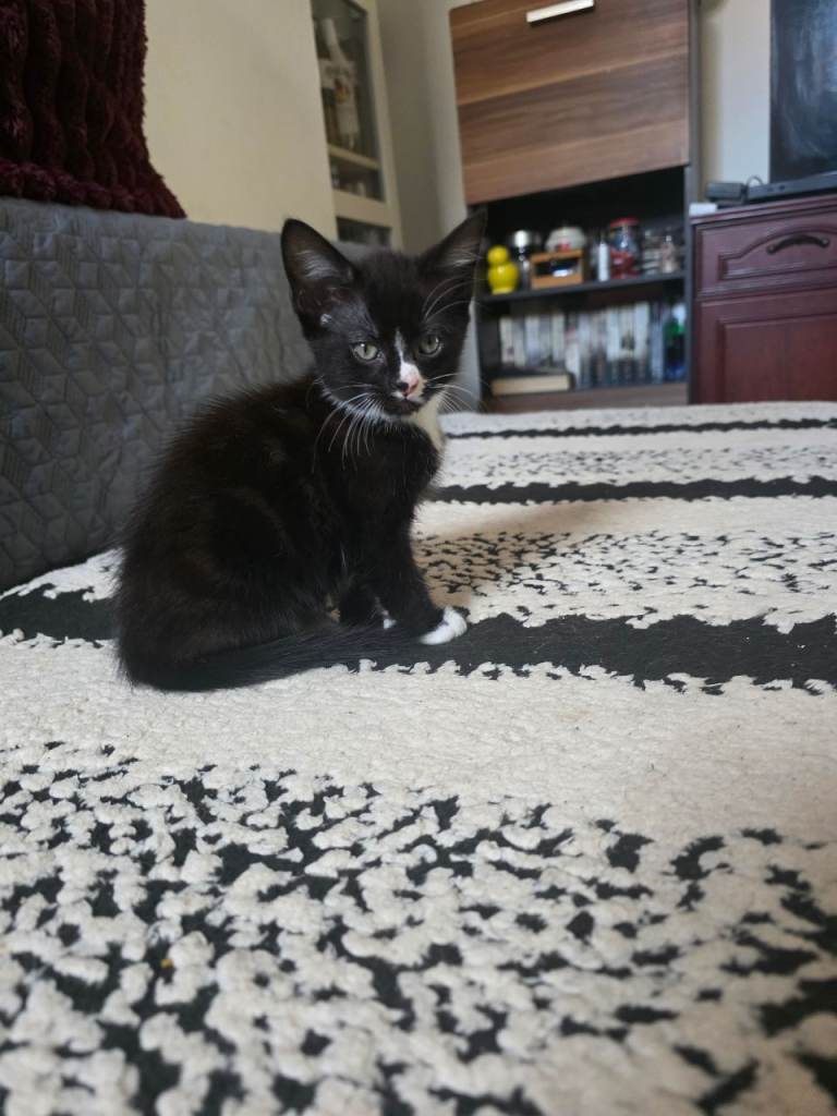 Kittens 