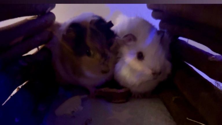 Two female guinea pigs and cage and accessories 