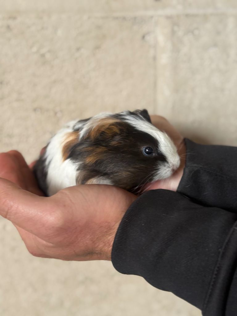 Guinea pigs 