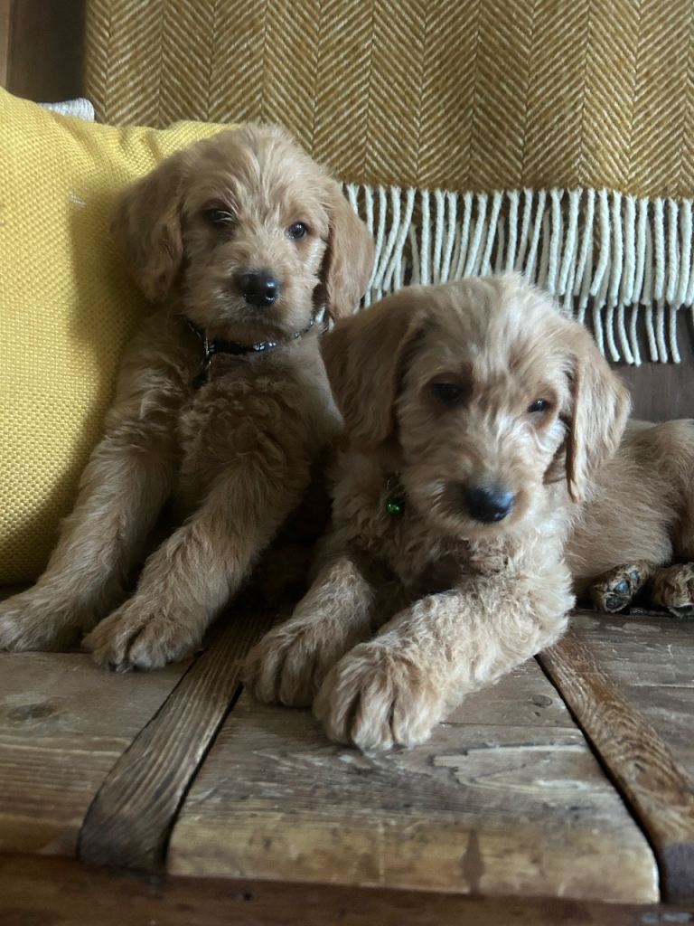 Beautiful Labradoodle boys and girls