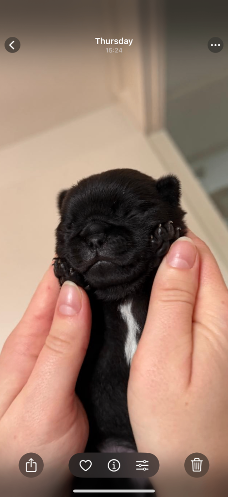KC Pug Puppies 