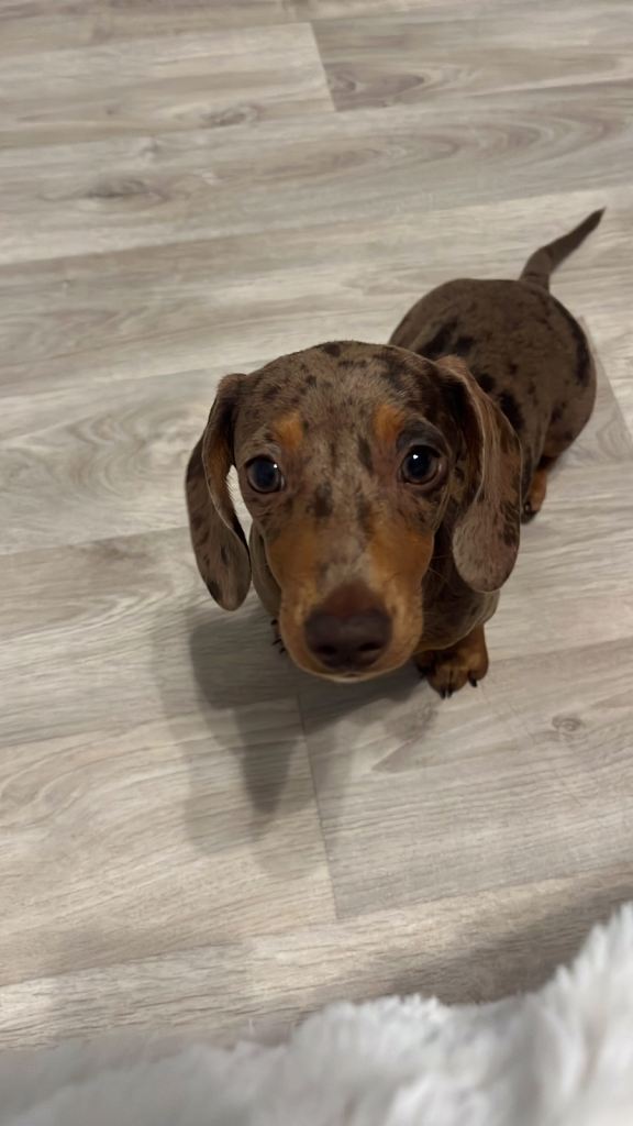 Miniature dachshund puppy 