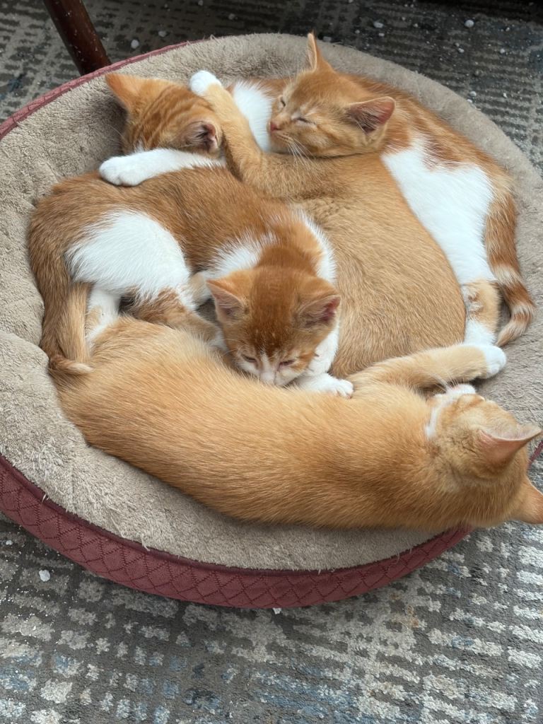 Kittens for sale 