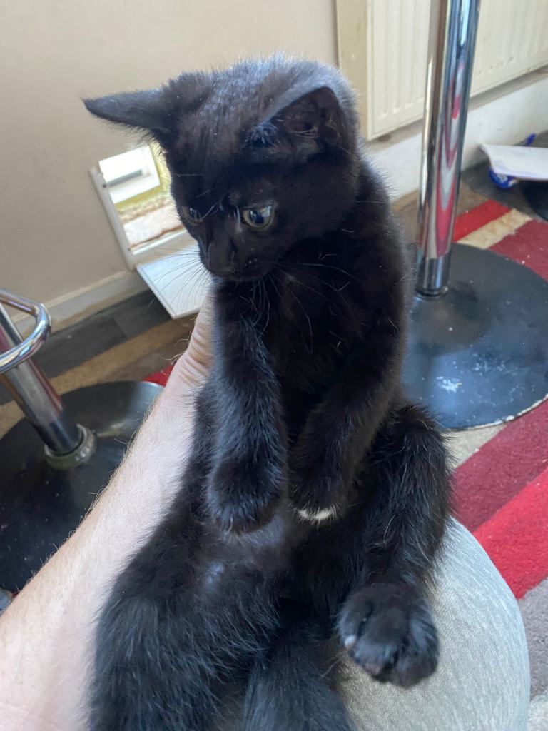 Black kitten  ready to go only one girl left 