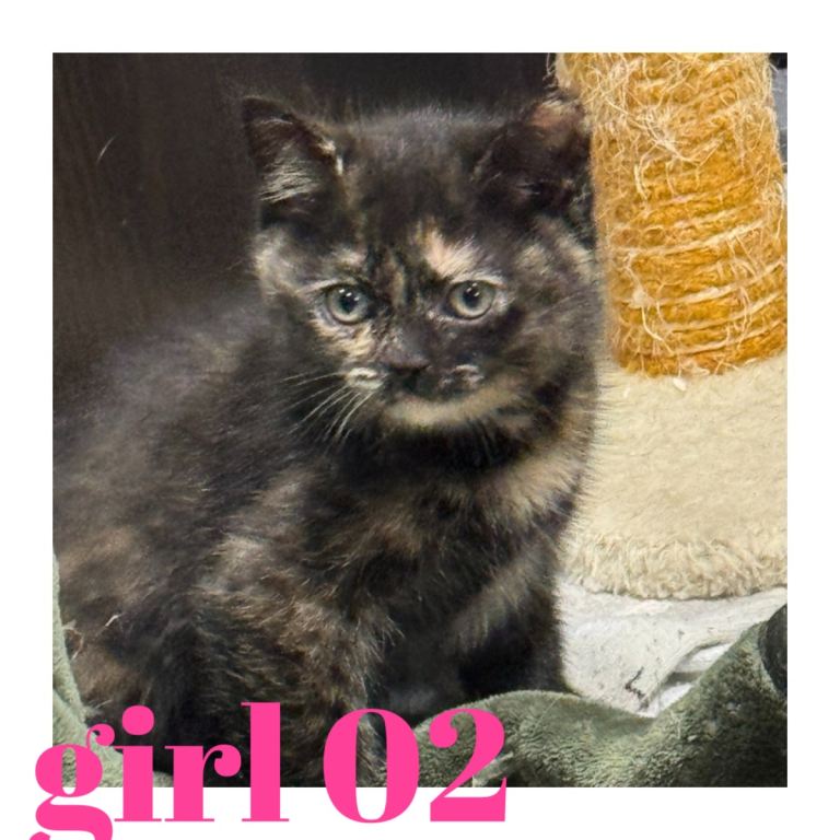 Kittens for sale Urgent needs to take 