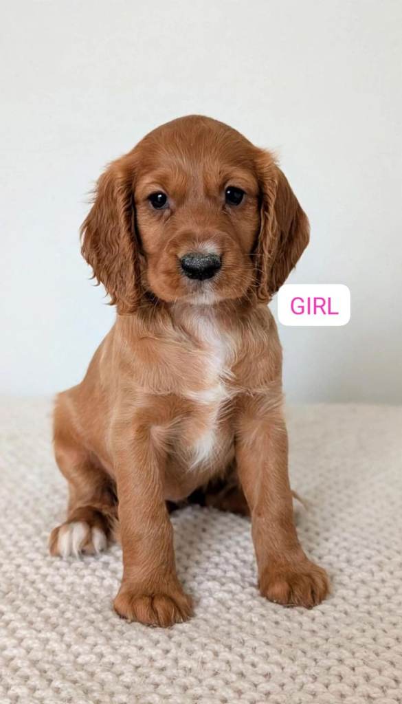 Health tested cocker spaniel pups 