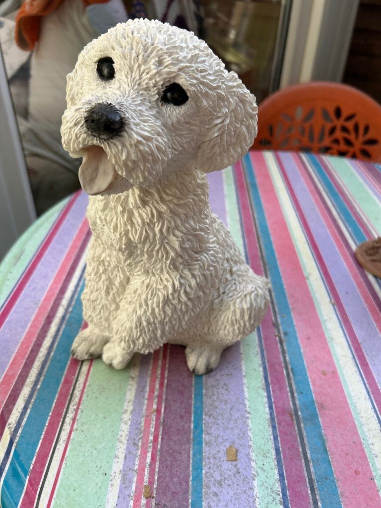 Poodle bichin dog