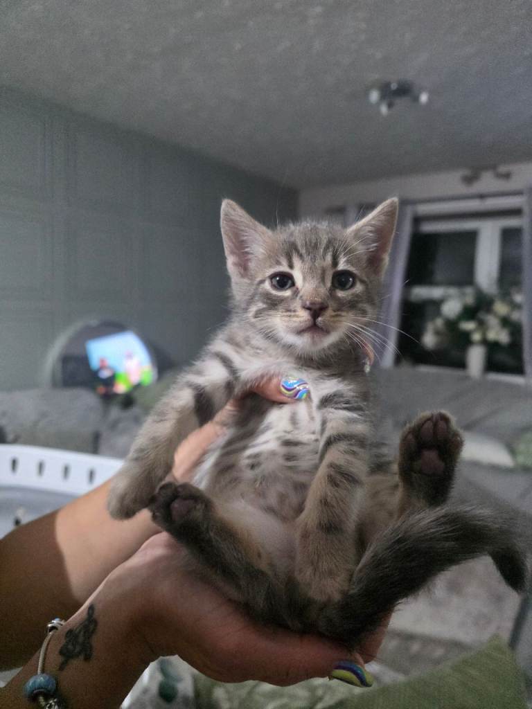 Bengal X Kittens READY NOW!