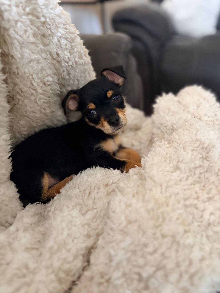 Jack chi female pup
