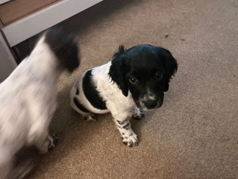 Sprocker Puppies for sale