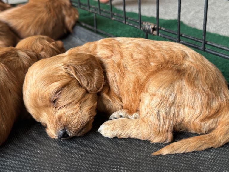 Cockapoo Puppys