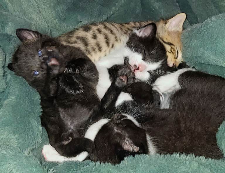 4 beautiful kittens available 