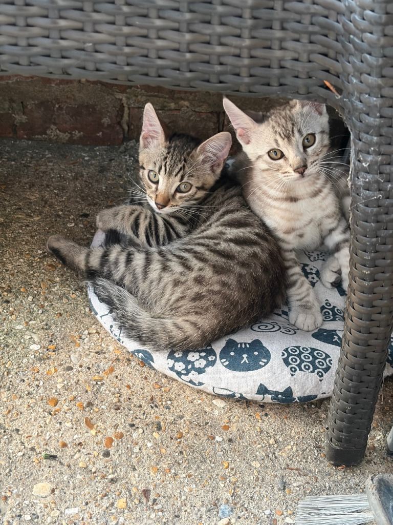Kitten (BENGAL-MIXED-)