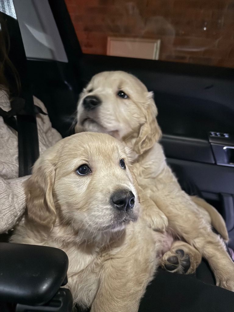 Golden Retriever pups 