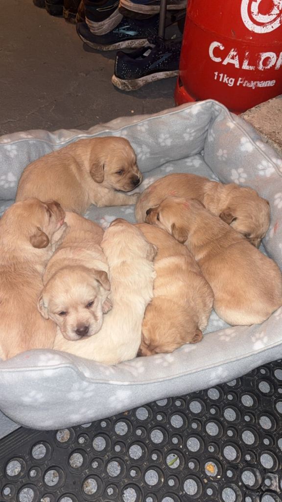 Golden Labrador puppies