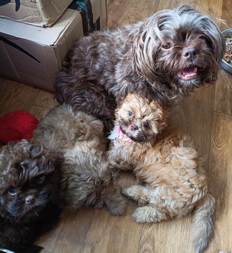 Shihpoo Puppies 2 girls and 1 boy Beautiful 3/4 Imperial Shih Tzu 1/4 Miniature Toy Poodle