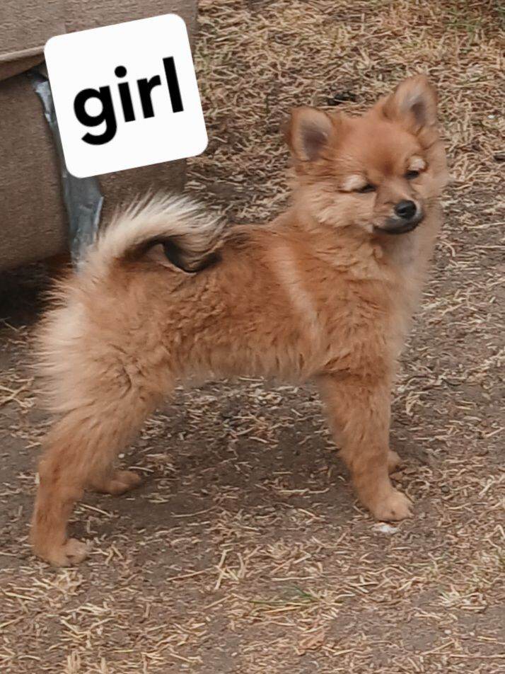 Pomerainian puppy 