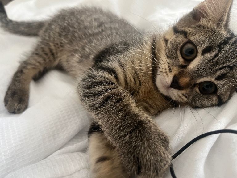 Kitten for sale (half british short hair)