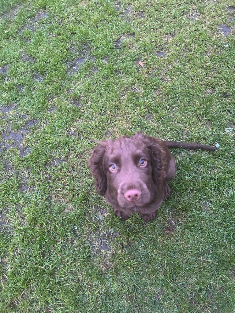 Cocker spaniel pup brown 12 weeks old