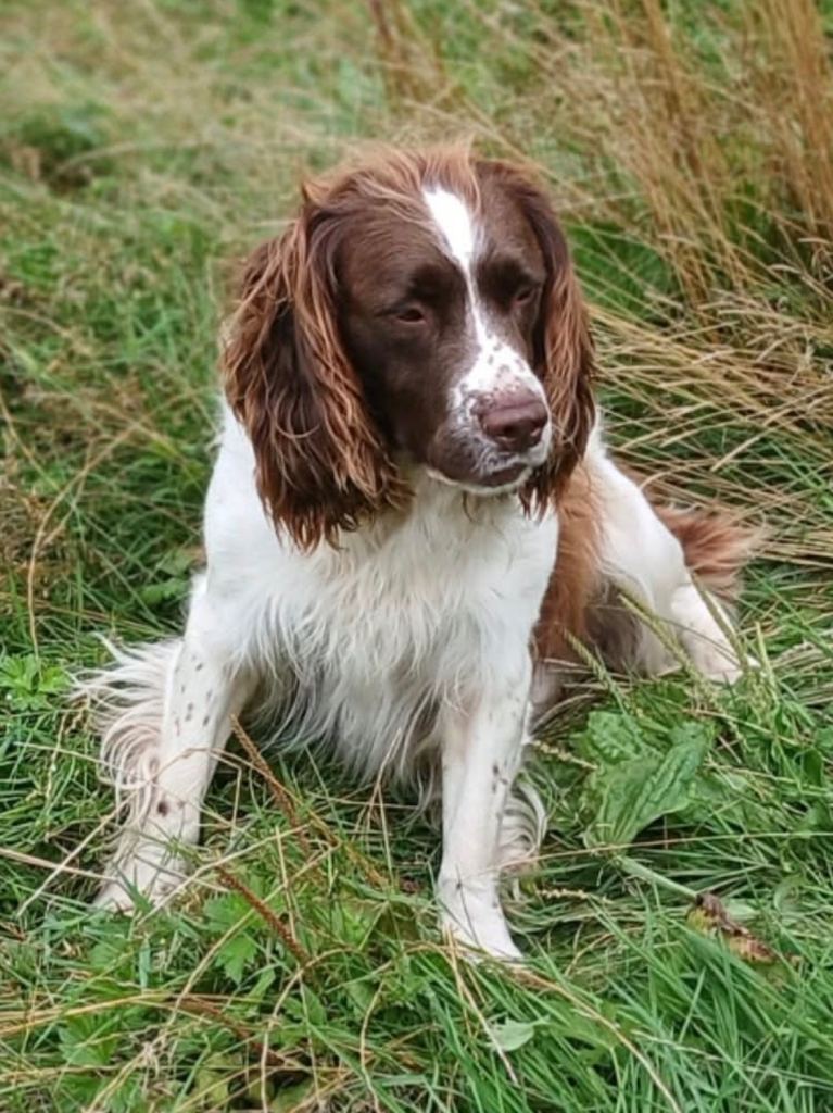Cocker Spaniel  