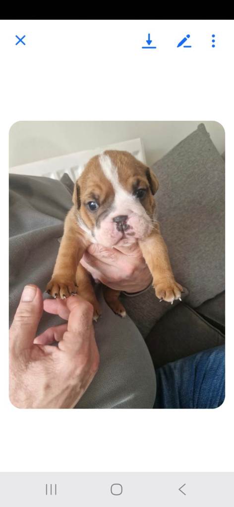 Beautiful British bulldogs 