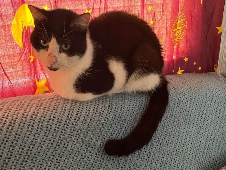 5 cats free to good homes
