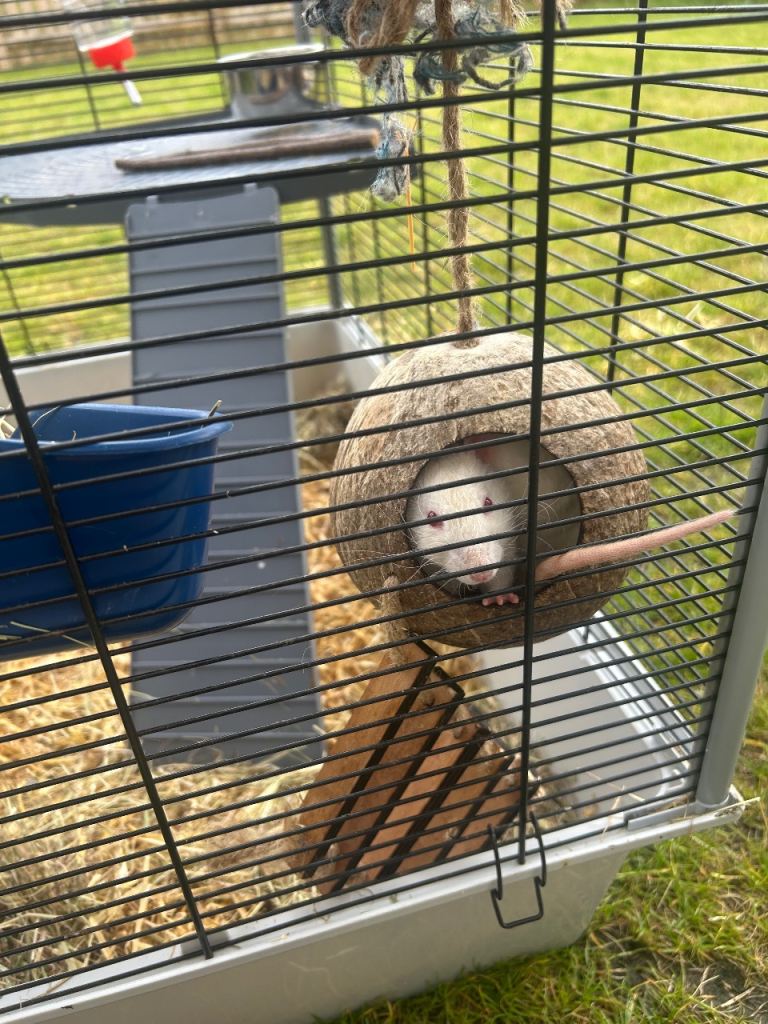 2 female rats, large cage & accessories 