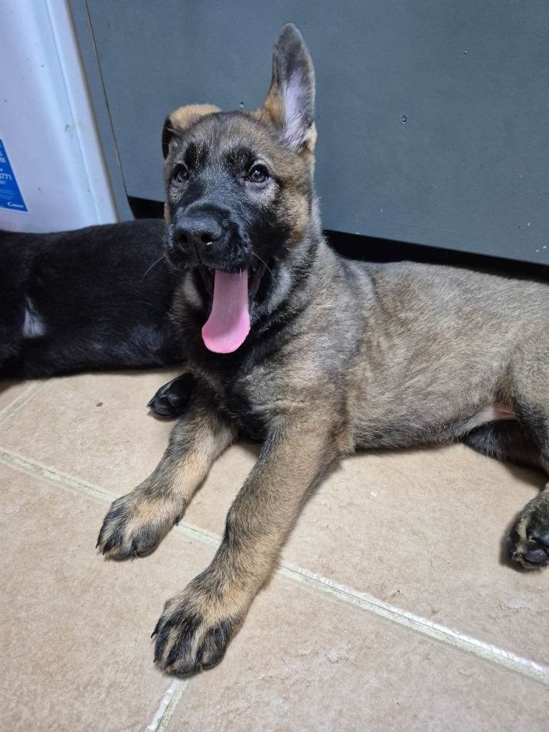  German Shepherd girl 